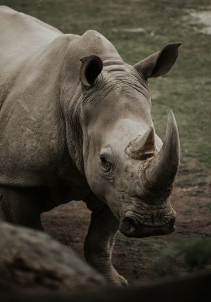 rhinoceros, wild nature, horns and hooves Wallpaper 1668x2388