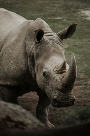 rhinoceros, wild nature, horns and hooves Wallpaper 4160x6240