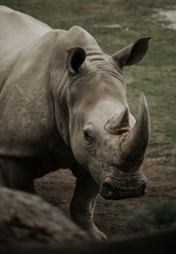 Обои 1640x2360 носорог, дикая природа, рога и копыта