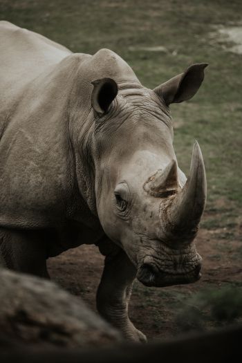 Обои 640x960 носорог, дикая природа, рога и копыта