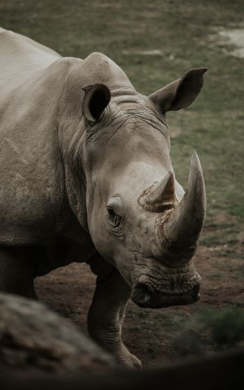 Обои 1600x2560 носорог, дикая природа, рога и копыта