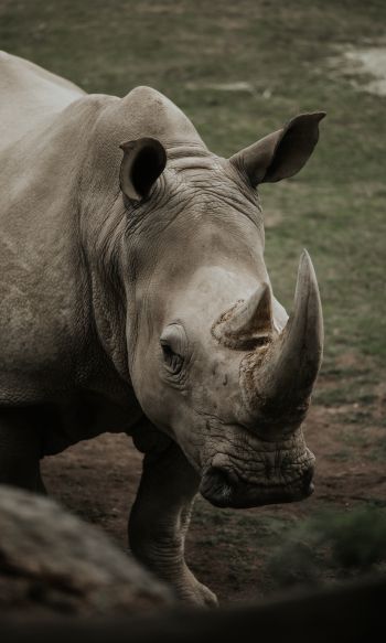 rhinoceros, wild nature, horns and hooves Wallpaper 1200x2000