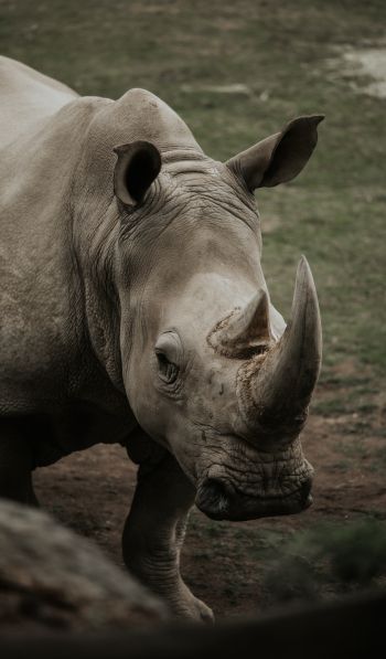 Обои 600x1024 носорог, дикая природа, рога и копыта