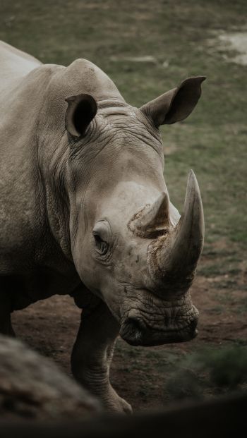 Обои 640x1136 носорог, дикая природа, рога и копыта