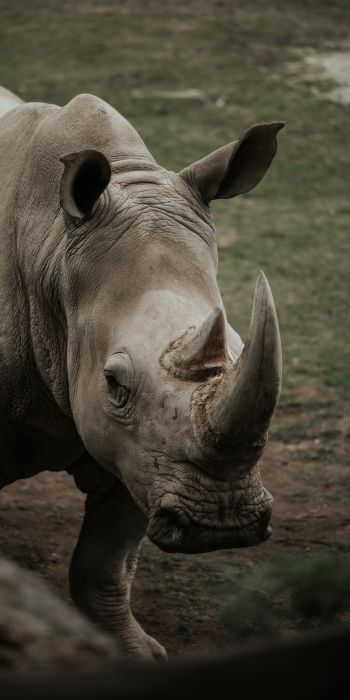 rhinoceros, wild nature, horns and hooves Wallpaper 720x1440