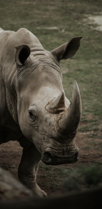 rhinoceros, wild nature, horns and hooves Wallpaper 1080x2220