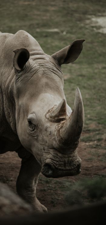 rhinoceros, wild nature, horns and hooves Wallpaper 1440x3040