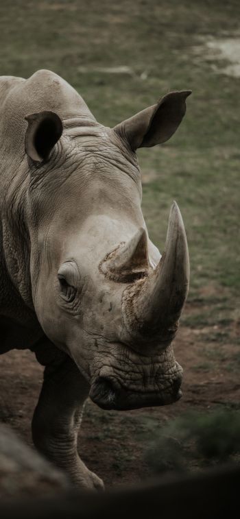 rhinoceros, wild nature, horns and hooves Wallpaper 828x1792