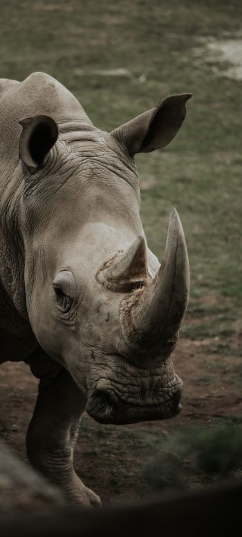 Обои 1440x3200 носорог, дикая природа, рога и копыта