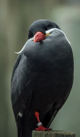 Обои 600x1024 птица, красный клюв, черная птица
