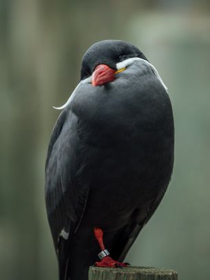 Обои 1668x2224 птица, красный клюв, черная птица