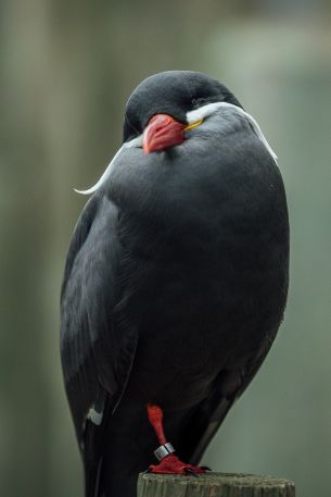 Обои 640x960 птица, красный клюв, черная птица