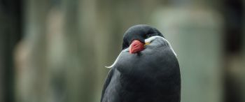 Обои 3440x1440 птица, красный клюв, черная птица