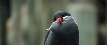 Обои 2560x1080 птица, красный клюв, черная птица