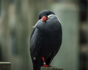Обои 1280x1024 птица, красный клюв, черная птица