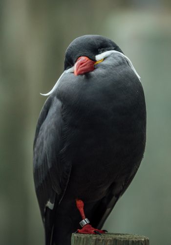Обои 1668x2388 птица, красный клюв, черная птица