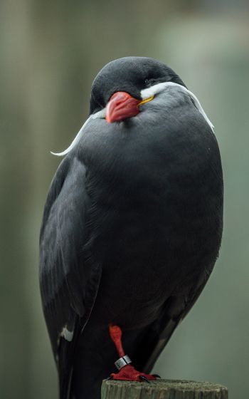 Обои 1600x2560 птица, красный клюв, черная птица