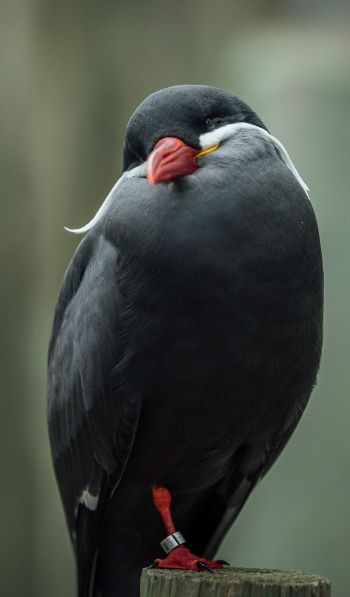 Обои 600x1024 птица, красный клюв, черная птица