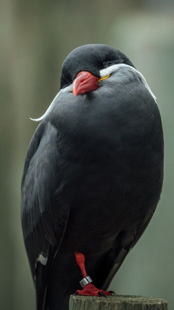 Обои 640x1136 птица, красный клюв, черная птица