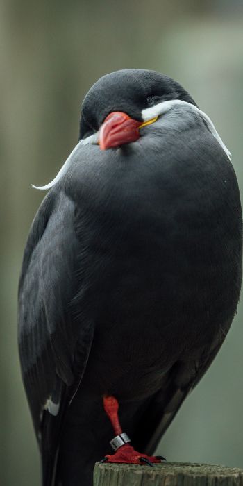 bird, red beak, black bird Wallpaper 720x1440