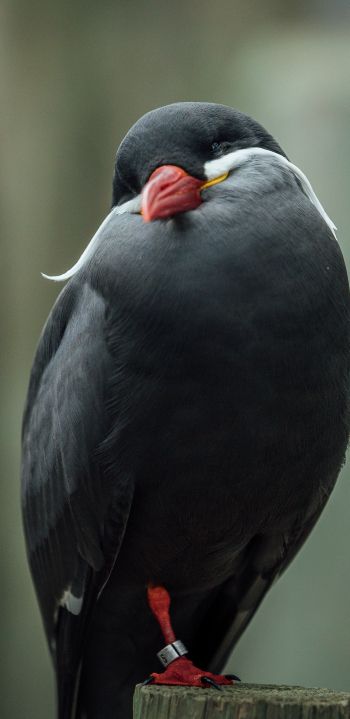 Обои 1440x2960 птица, красный клюв, черная птица