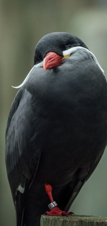 Обои 1440x3040 птица, красный клюв, черная птица