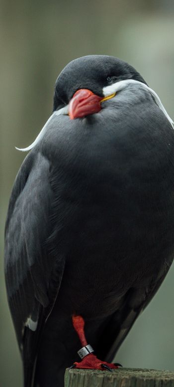 Обои 1080x2400 птица, красный клюв, черная птица