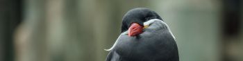 bird, red beak, black bird Wallpaper 1590x400