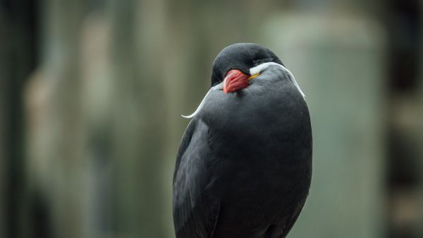 bird, red beak, black bird Wallpaper 1366x768