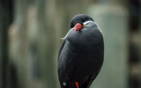 Обои 1920x1200 птица, красный клюв, черная птица