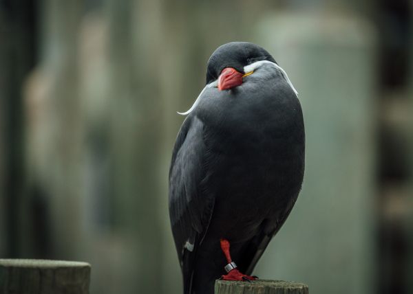 Обои 5340x3810 птица, красный клюв, черная птица