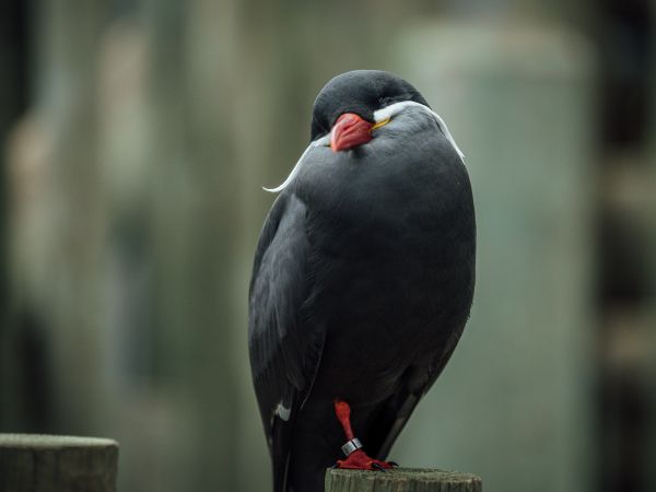 Обои 800x600 птица, красный клюв, черная птица