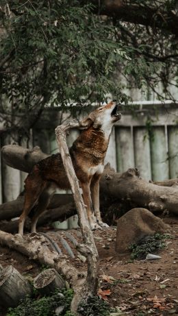 mammal, red wolf, zoo Wallpaper 640x1136