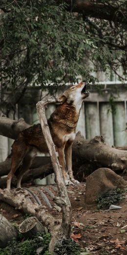 Обои 720x1440 млекопитающее, красный волк, зоопарк