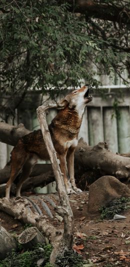 Обои 1440x2960 млекопитающее, красный волк, зоопарк