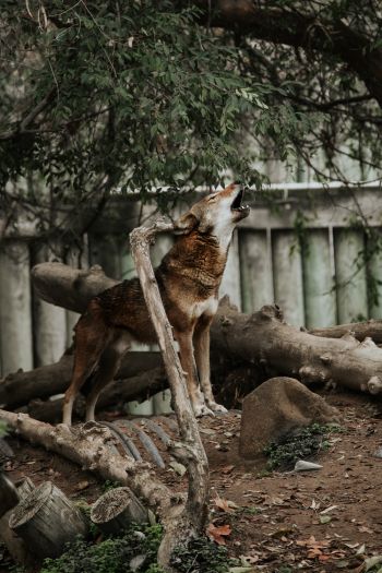 mammal, red wolf, zoo Wallpaper 640x960