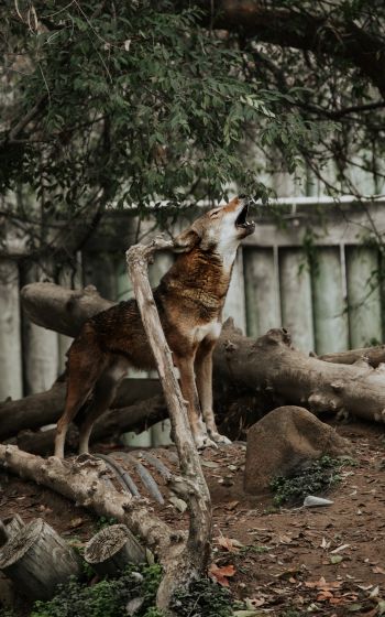 mammal, red wolf, zoo Wallpaper 1600x2560