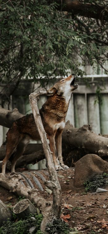 mammal, red wolf, zoo Wallpaper 1080x2340