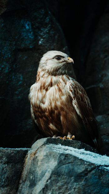hawk, bird, stones Wallpaper 640x1136