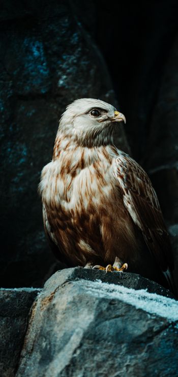 hawk, bird, stones Wallpaper 720x1520