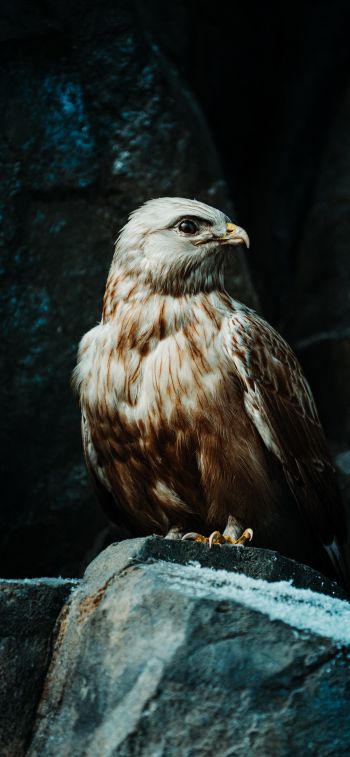 hawk, bird, stones Wallpaper 828x1792