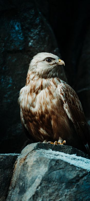 hawk, bird, stones Wallpaper 1080x2400