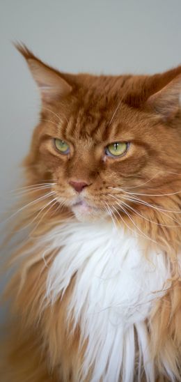 cat eyes, redhead, maine coon Wallpaper 1080x2280