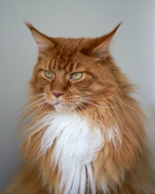 cat eyes, redhead, maine coon Wallpaper 3952x4939