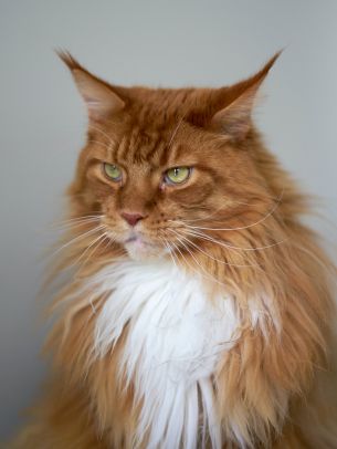 cat eyes, redhead, maine coon Wallpaper 2048x2732