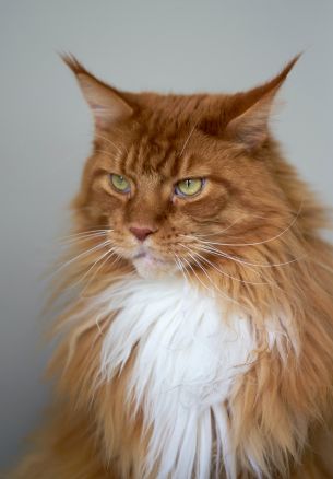 cat eyes, redhead, maine coon Wallpaper 1640x2360