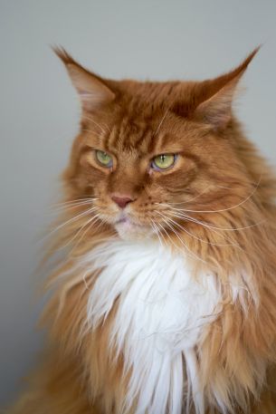 cat eyes, redhead, maine coon Wallpaper 640x960