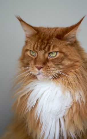 cat eyes, redhead, maine coon Wallpaper 1752x2800