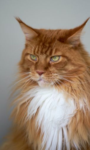 cat eyes, redhead, maine coon Wallpaper 1200x2000