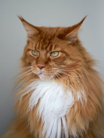 cat eyes, redhead, maine coon Wallpaper 1668x2224